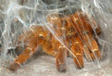 Photo of Пауки: плетучие обитатели